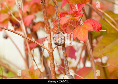 Snail in macro scale on a branch on a background of bright red and yellow leaves Stock Photo
