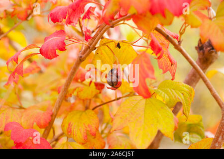 Snail in macro scale on a branch on a background of bright red and yellow leaves Stock Photo