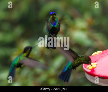 Three Fiery-throated Hummingbirds - Panterpe insignis - around a garden feeder in the San Gerardo de Dota Valley in Costa Rica. Stock Photo