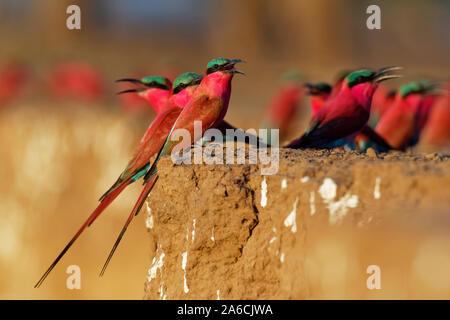Beautiful red bird - Southern Carmine Bee-eater - Merops nubicus nubicoides flying and sitting on their nesting colony in Mana Pools Zimbabwe, Africa. Stock Photo
