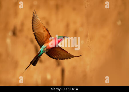 Beautiful red bird - Southern Carmine Bee-eater - Merops nubicus nubicoides flying and sitting on their nesting colony in Mana Pools Zimbabwe, Africa. Stock Photo