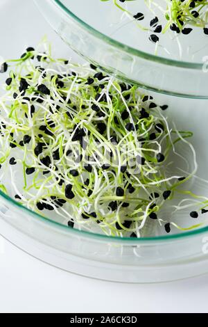 Conceptual image of plant research and genetic engineering. Seedlings growing in the laboratory. Stock Photo