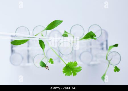 Botanical research, conceptual image. Stock Photo