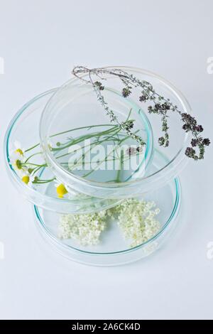 Botanical research, conceptual image. Camomile flowers (family Asteraceae), thyme (Thymus vulgaris) and elderflowers (Sambucus nigra) on stacked petri dishes. Stock Photo
