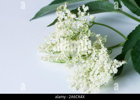 Elderflowers (Sambucus nigra). Stock Photo