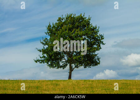 Single Lonely Tree In A Field Summer Stock Photo