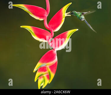 A Green Thorntail Hummingbird - Discosura conversii -  feeding on the nector of a tropical Lobster Claw Heliconia in Costa Rica. Stock Photo