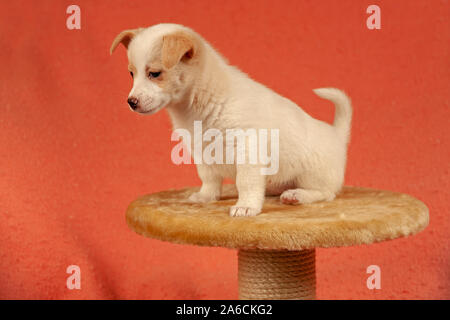 Portrait of a young mongrel sitting on a scratching post. Stock Photo