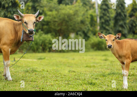 A herd of bright tropical Asian cows grazing on green grass. Big cow with calf. Stock Photo