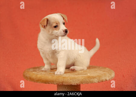 Portrait of a young mongrel sitting on a scratching post. Stock Photo