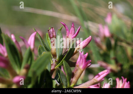 Daphne domini - wild flower Stock Photo