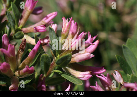 Daphne domini - wild flower Stock Photo