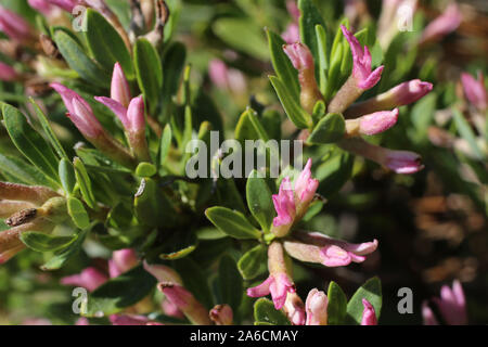 Daphne domini - wild flower Stock Photo