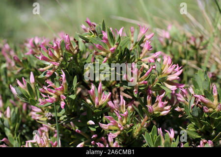 Daphne domini - wild flower Stock Photo