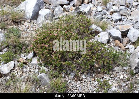 Daphne domini - wild flower Stock Photo