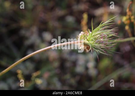 Daucus guttatus - wild flower Stock Photo