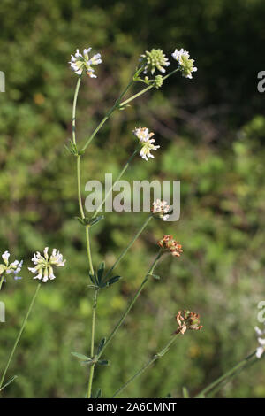 Dorycnium herbaceum - wild flower Stock Photo
