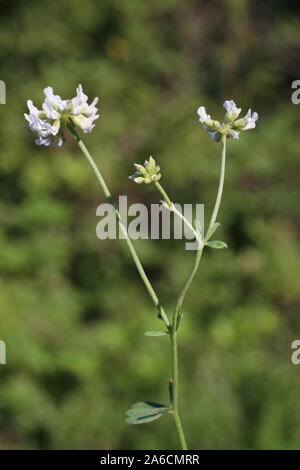 Dorycnium herbaceum - wild flower Stock Photo