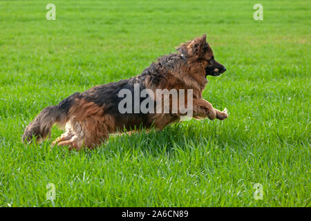 An Old German Shepherd Dog is running across a field. Stock Photo