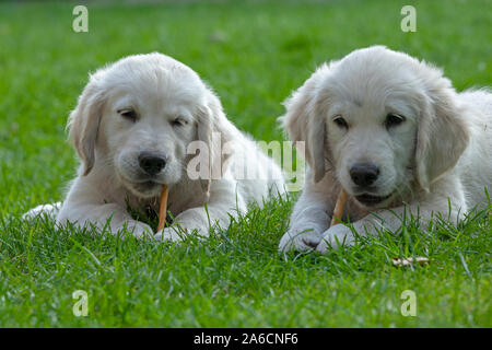 A portrait of two Golden Retriever pups. Stock Photo