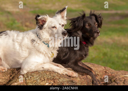 Portrait of a white and a black mongrel dog lying beside each other. Stock Photo
