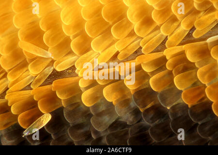 Butterfly scales Stock Photo