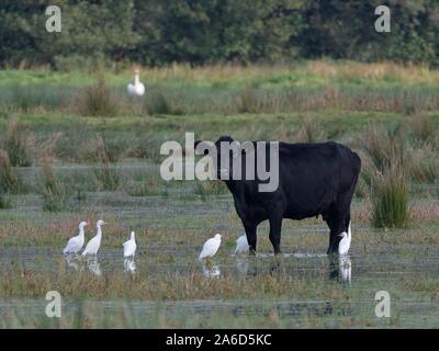 Group of Cattle egrets (Bubulcus ibis) foraging for insects flushed by a Cow (Bos taurus) as it wades through flooded marshy pastureland, Somerset Lev Stock Photo