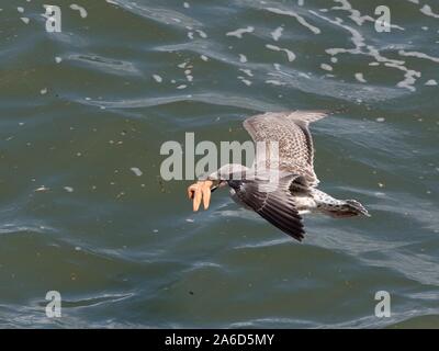 Juvenile Herring gull (Larus argentatus) juggling a Common starfish (Asterias rubens) in its beak as it flies over the sea, Wales, UK, September. Stock Photo