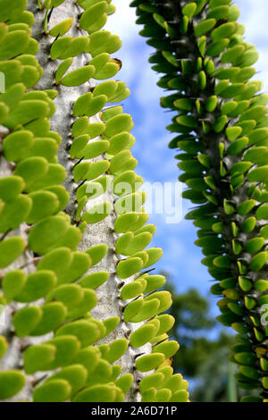 Alluaudia procera, or Madagascar ocotillo, is a deciduous succulent plant species of the family Didiereaceae. Stock Photo