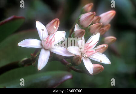 CLOSE-UP OF THE FLOWERS OF CRASSULA OVATA 'PINK JOY' (JADE OR MONEY PLANT) SUCCULENT. Stock Photo