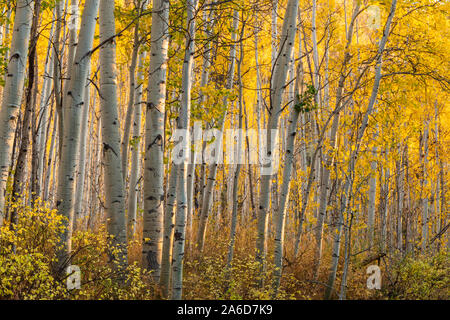 A backlit grove of quaking aspen trees near the Vail Golf course in Vail, Colorado. Stock Photo