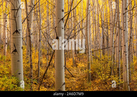 A backlit grove of quaking aspen trees near the Vail Golf course in Vail, Colorado. Stock Photo