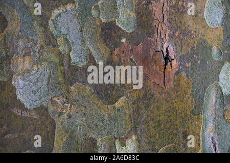 Close-up of the bark of the sycamore tree trunk. Stock Photo