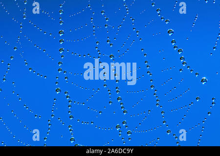 Dewdrops on a Spider Web Against a Blue Sky Stock Photo
