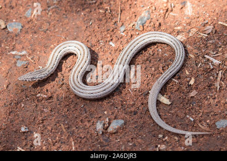 Burton's Legless Lizard Stock Photo