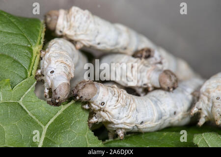 Silkworms feeding on mulberry leaves Stock Photo