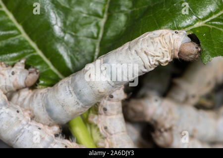 Silkworms feeding on mulberry leaves Stock Photo