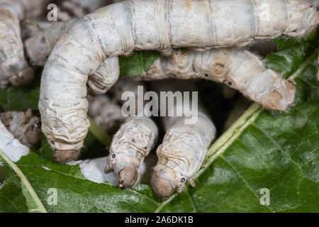 Silkworms feeding on mulberry leaves Stock Photo