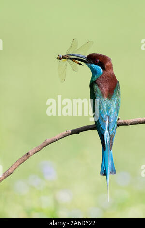 Blue-tailed bee-eater (Merops philippinus) get the catch Stock Photo