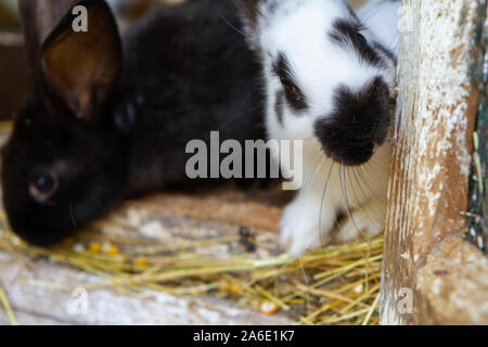 White and black rabbits on hay. Stock Photo