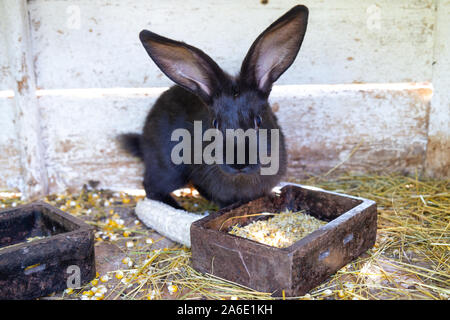 A black rabbit feeding on corn (maize). Stock Photo