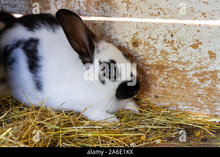 A scared white rabbit with black blotches on hay. Stock Photo
