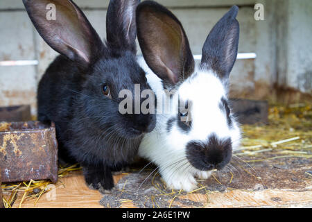 White and black rabbits on hay. Stock Photo