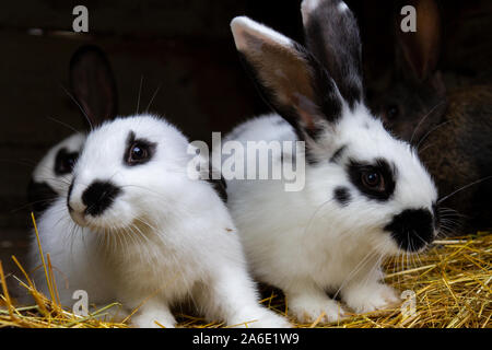 White and black rabbits on hay. Stock Photo