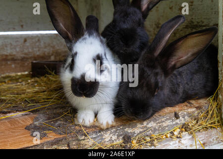 White and black rabbits on hay. Stock Photo