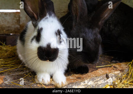 White and black rabbits on hay. Stock Photo