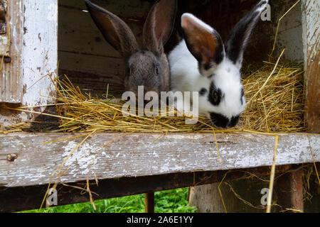 White and black rabbits on hay. Stock Photo