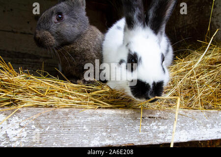 White and black rabbits on hay. Stock Photo