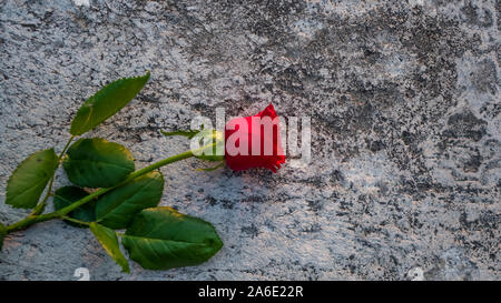 Solitary red rose, with stem and leaves, pogiata on a muo of white and gray marble Stock Photo