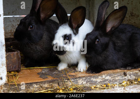 White and black rabbits on hay. Stock Photo
